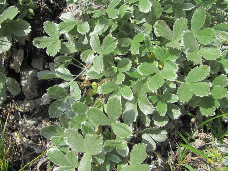 Potentilla oweriniana photo 4