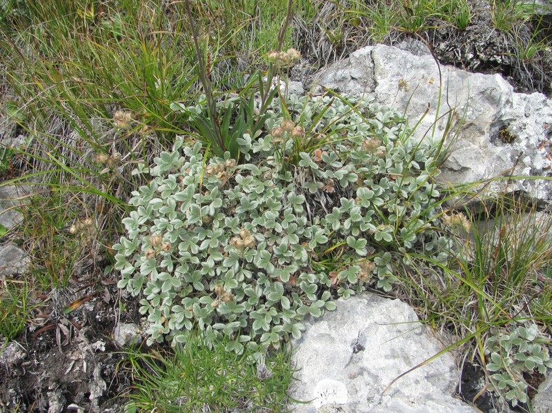 Potentilla oweriniana photo 5