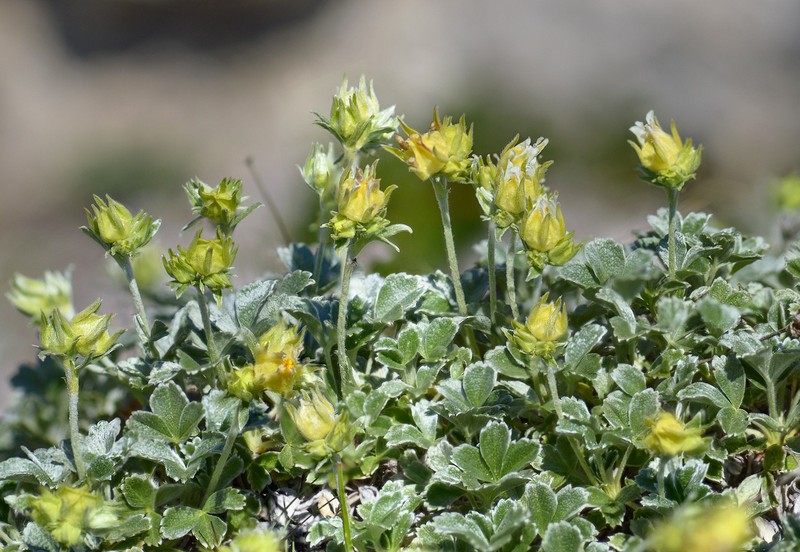 Potentilla oweriniana photo 6