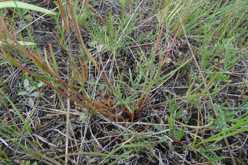 Potentilla ozjorensis