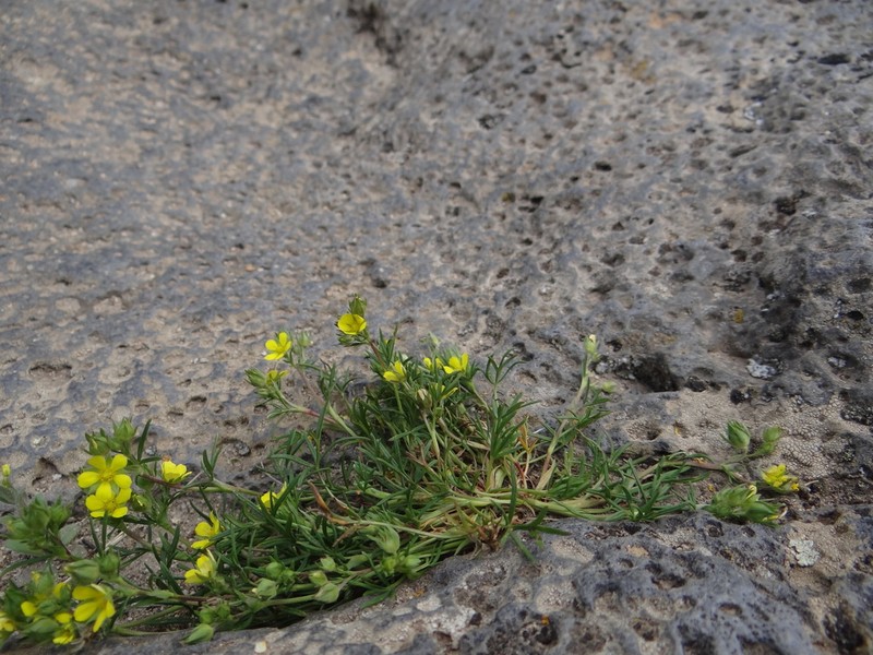 Potentilla ozjorensis photo 3