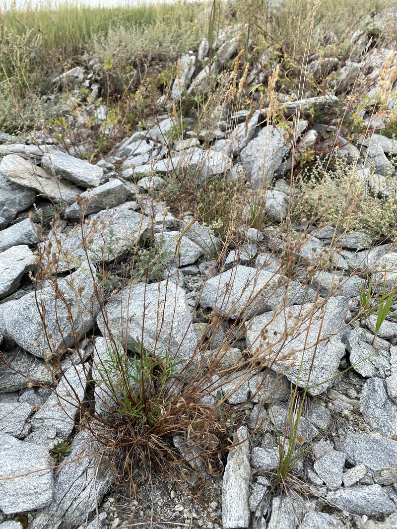 Potentilla ozjorensis photo 5