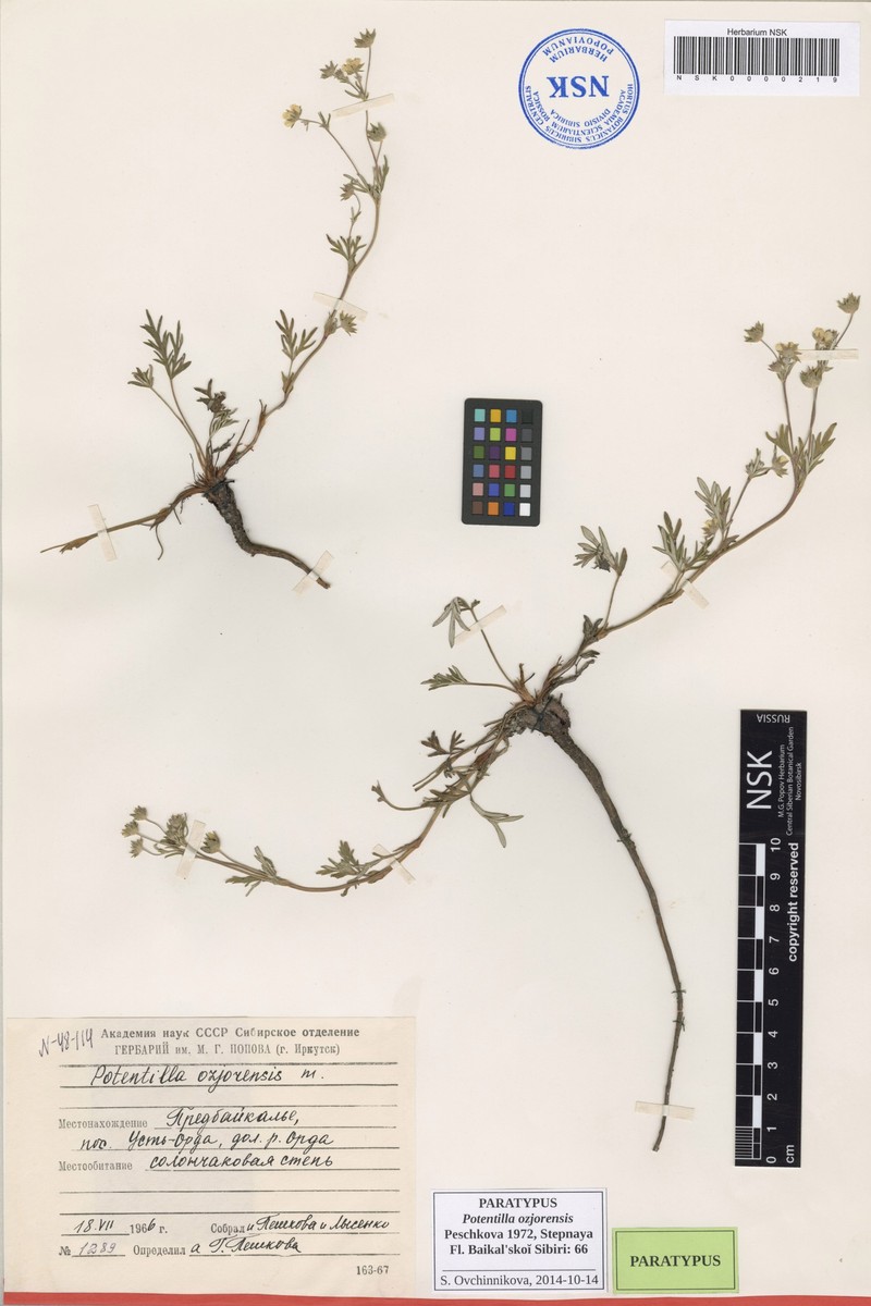Potentilla ozjorensis photo 6