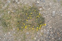 Potentilla pamirica