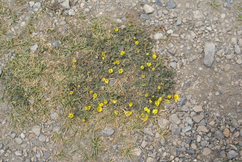 Potentilla pamirica