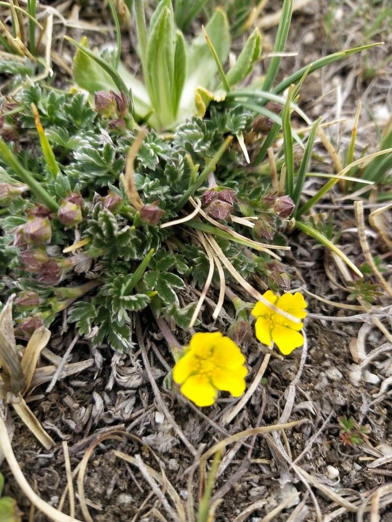 Potentilla pamirica photo 2