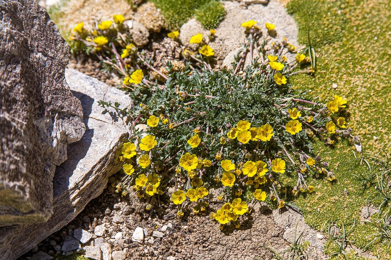 Potentilla pamirica photo 3
