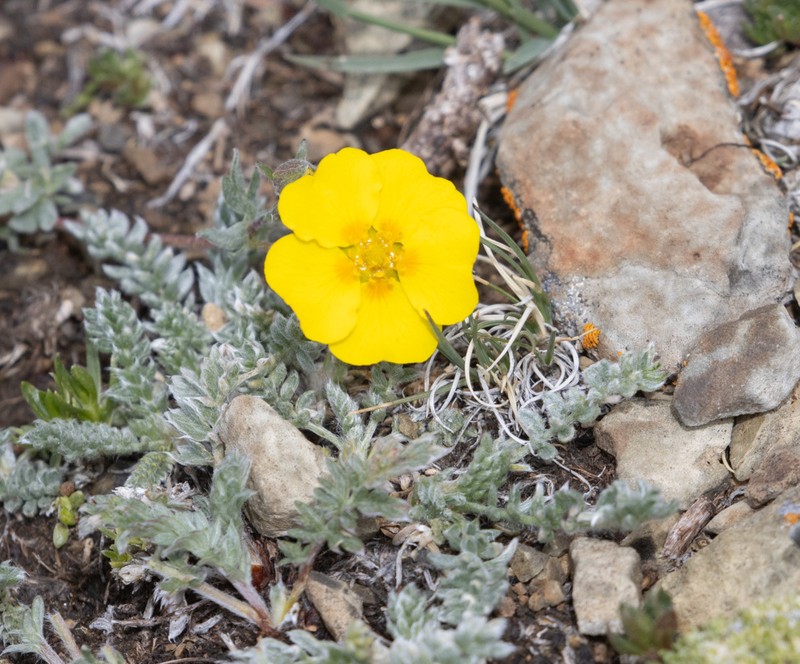 Potentilla pamirica photo 4