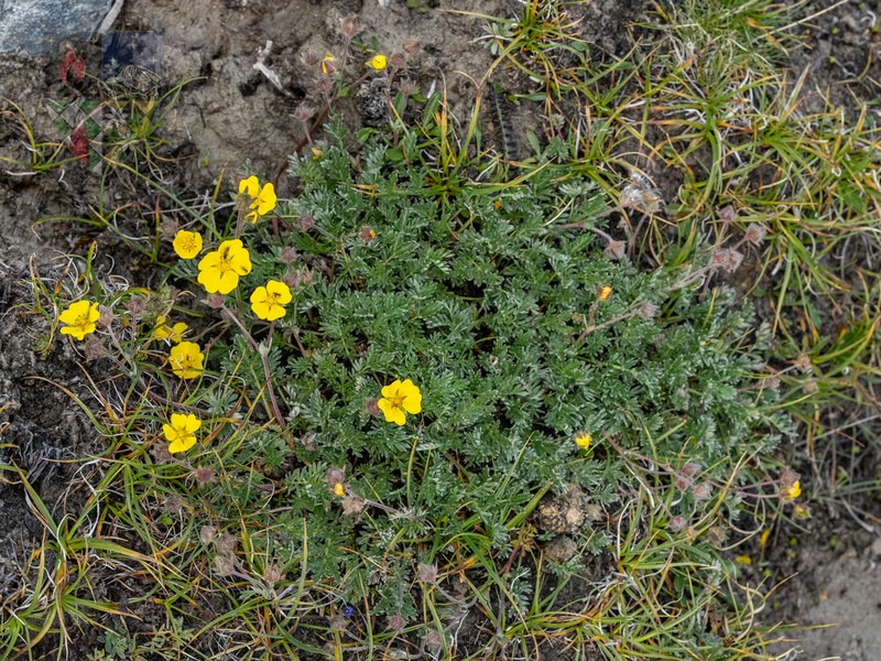 Potentilla pamirica photo 5