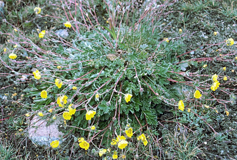 Potentilla pamirica photo 6