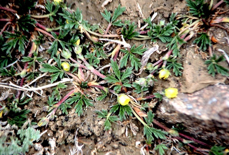 Potentilla pamirica photo 7