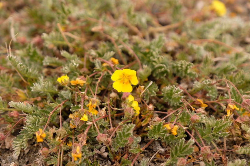 Potentilla pamirica photo 8