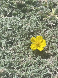 Potentilla pamiroalaica