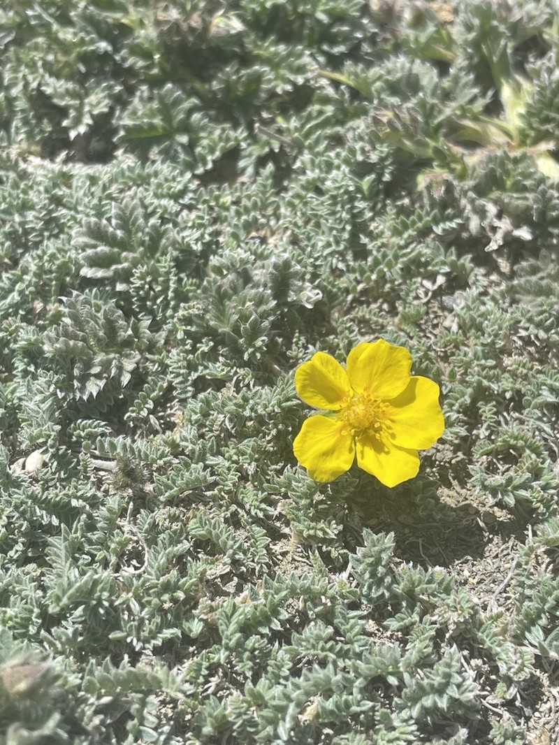 Potentilla pamiroalaica