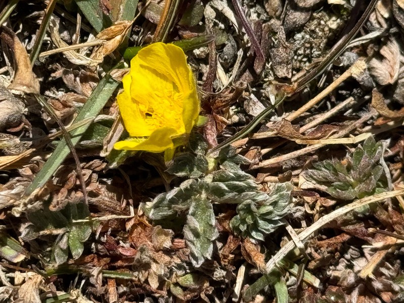 Potentilla pamiroalaica photo 2