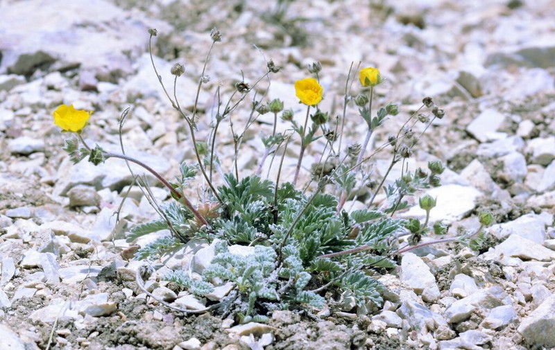 Potentilla pamiroalaica photo 3