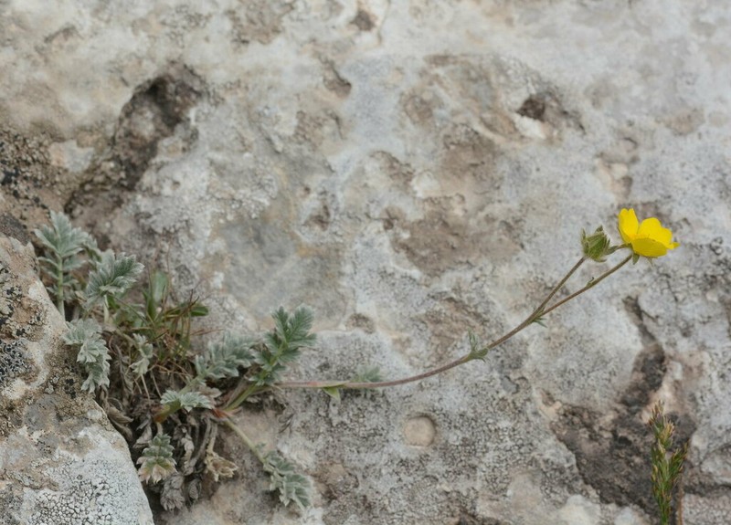 Potentilla pamiroalaica photo 4