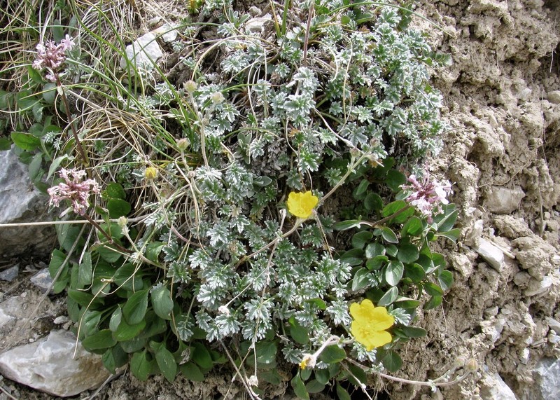 Potentilla pamiroalaica photo 5