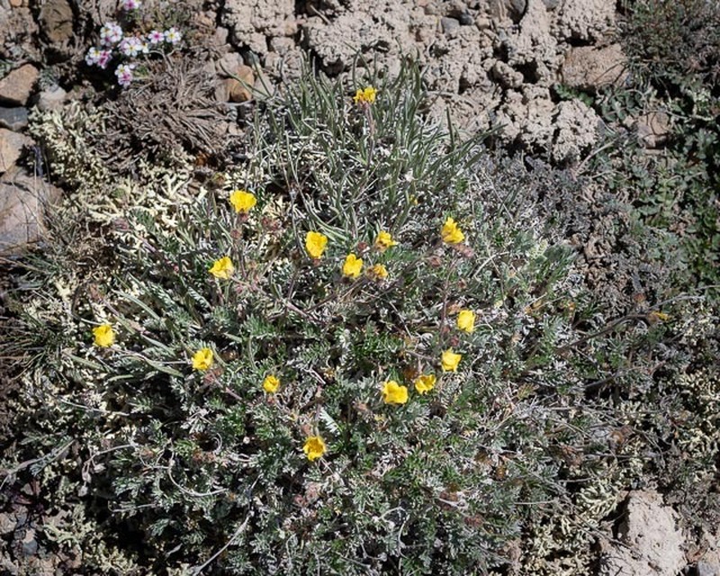 Potentilla pamiroalaica photo 6