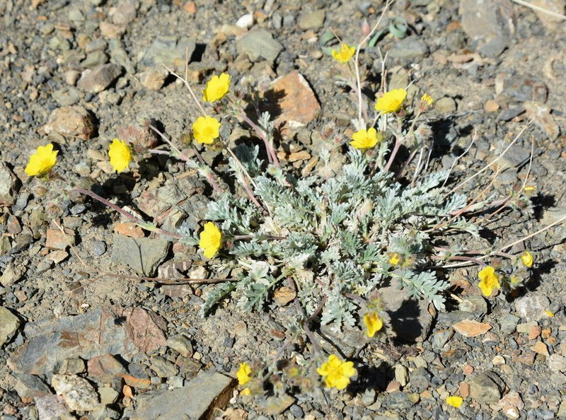 Potentilla pamiroalaica photo 8
