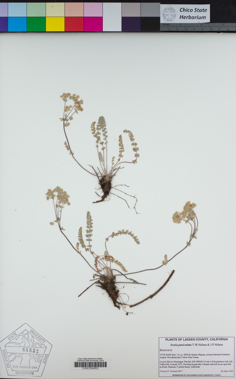 Ash Creek Mousetail photo 4