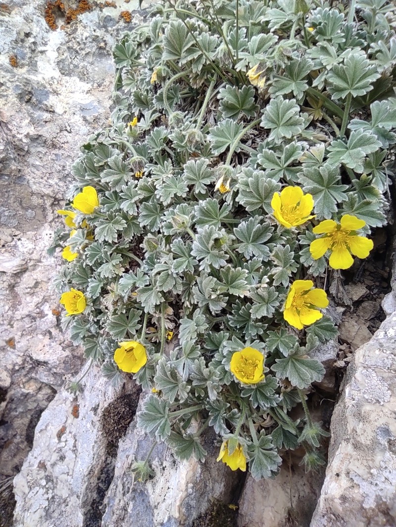 Potentilla pannosa photo 2