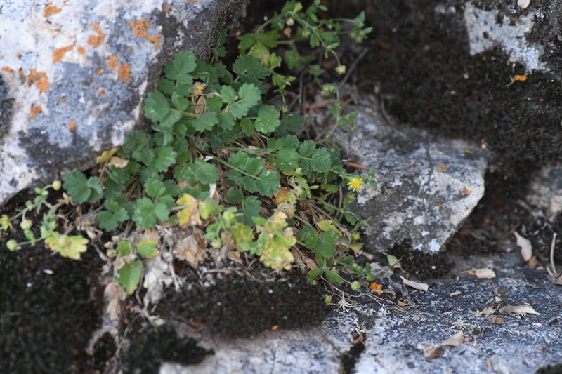 Kingston Mountain Mousetail photo 3
