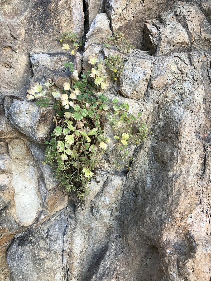 Kingston Mountain Mousetail photo 4