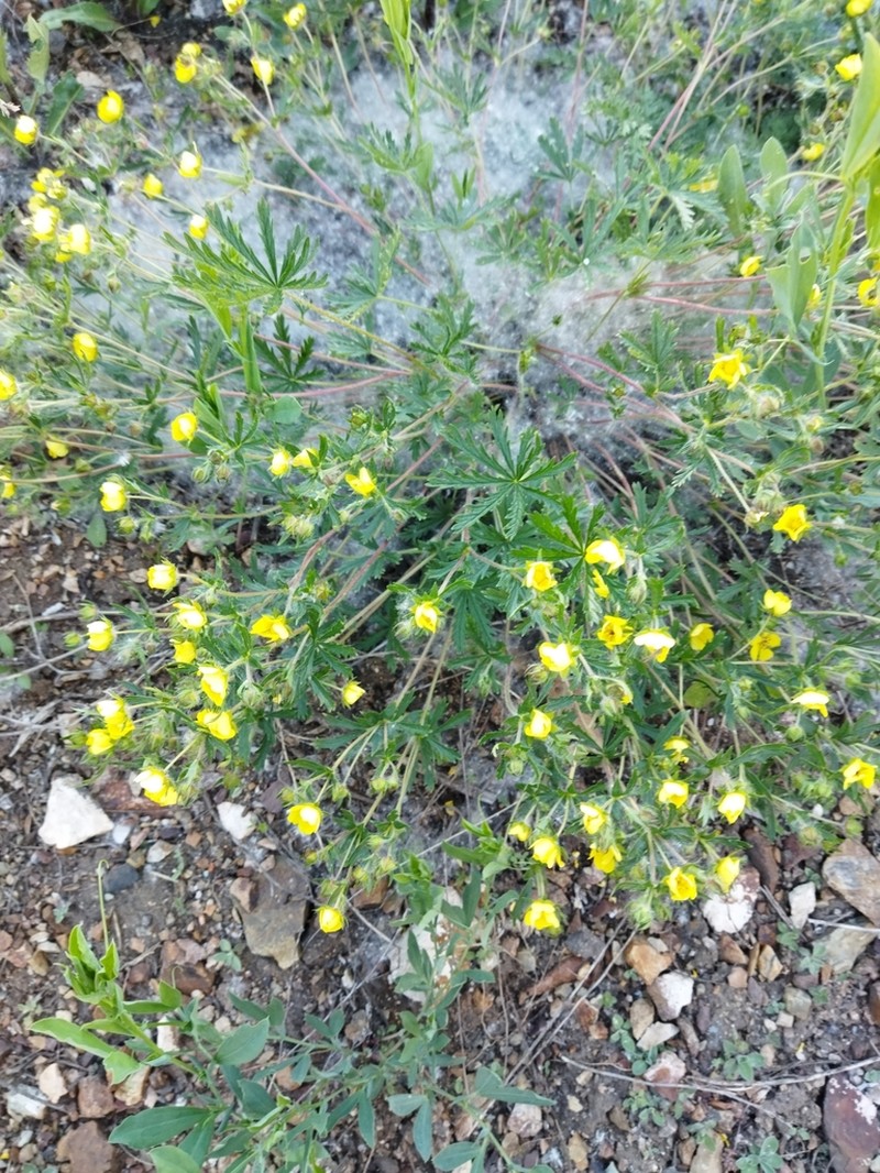 Potentilla patula