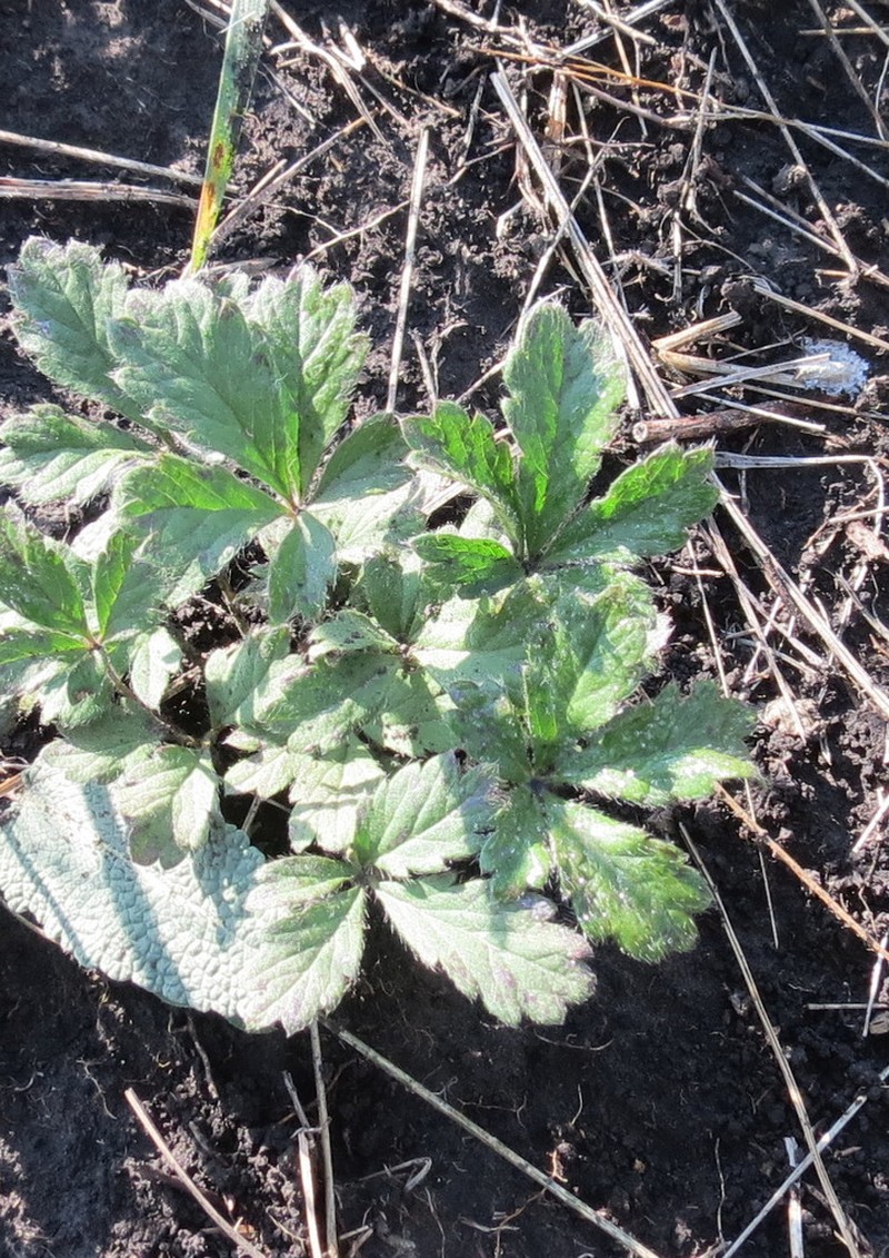 Potentilla patula photo 2