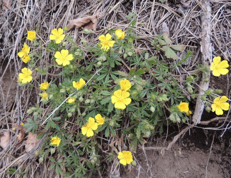 Potentilla patula photo 3