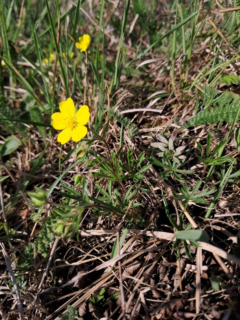 Potentilla patula photo 4