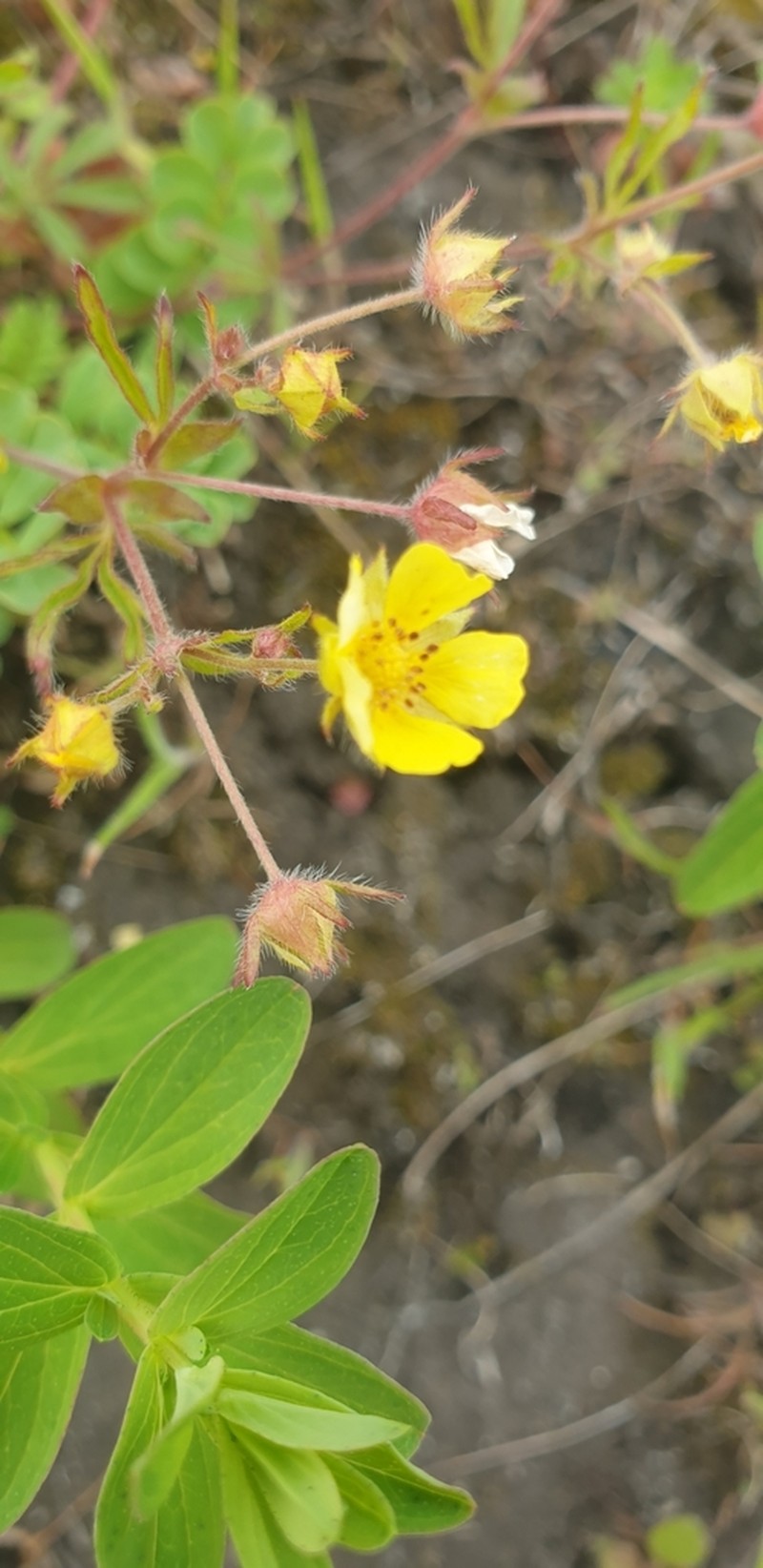 Potentilla patula photo 5