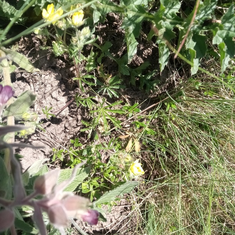 Potentilla patula photo 6