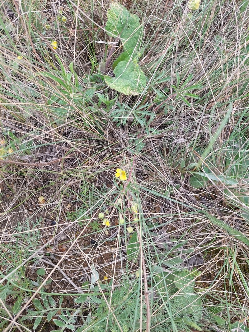 Potentilla patula photo 7