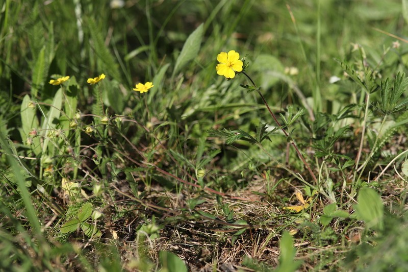 Potentilla patula photo 8