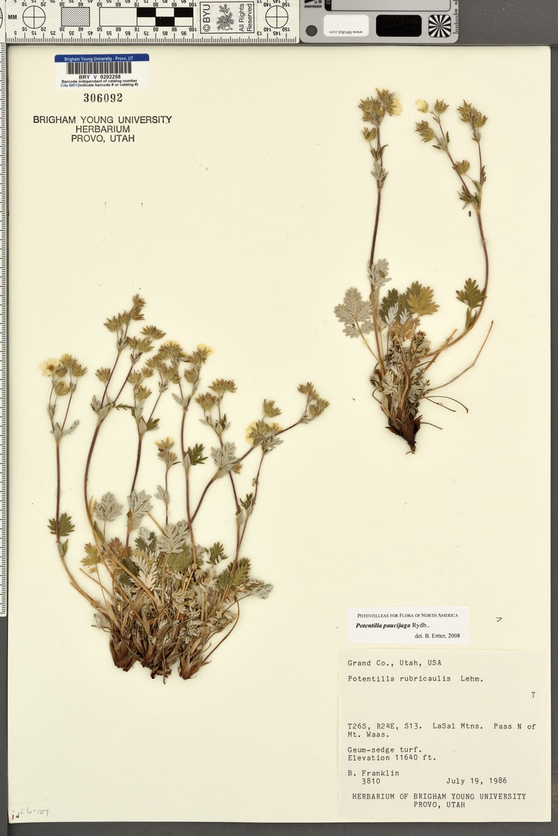Potentilla paucijuga