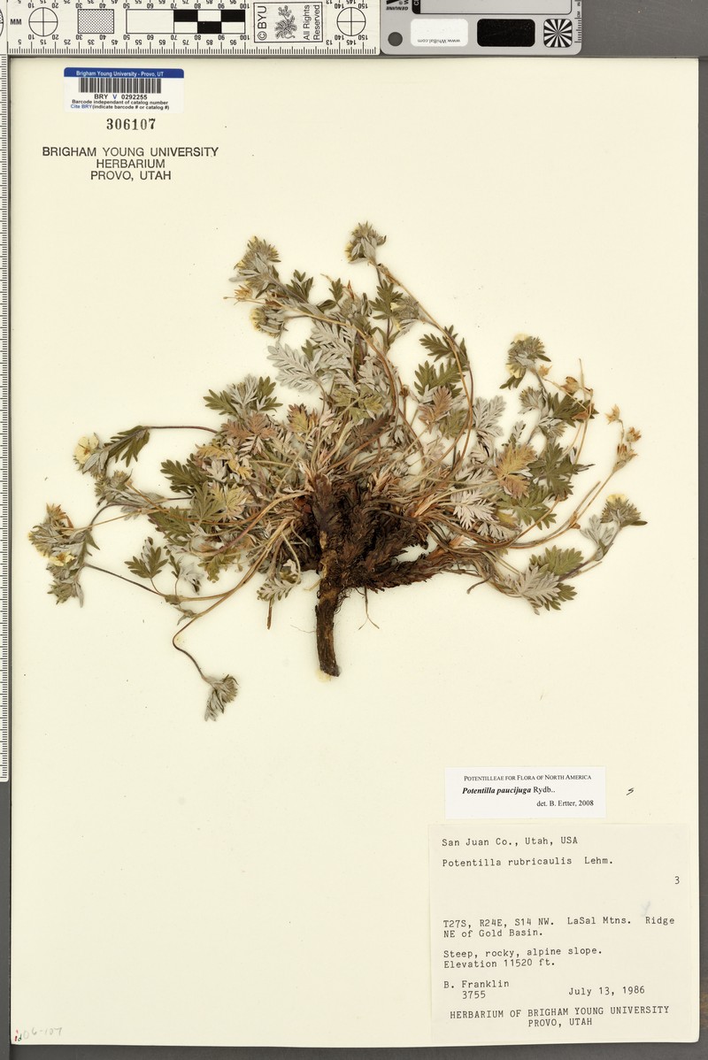 Potentilla paucijuga photo 2