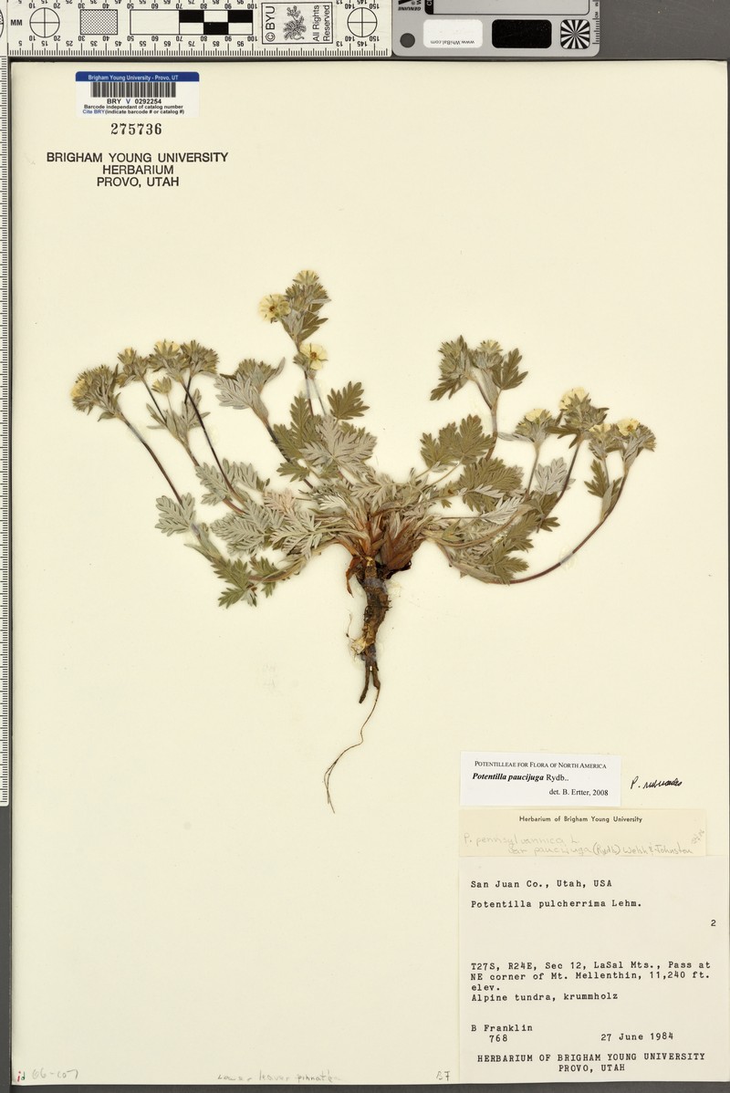 Potentilla paucijuga photo 3