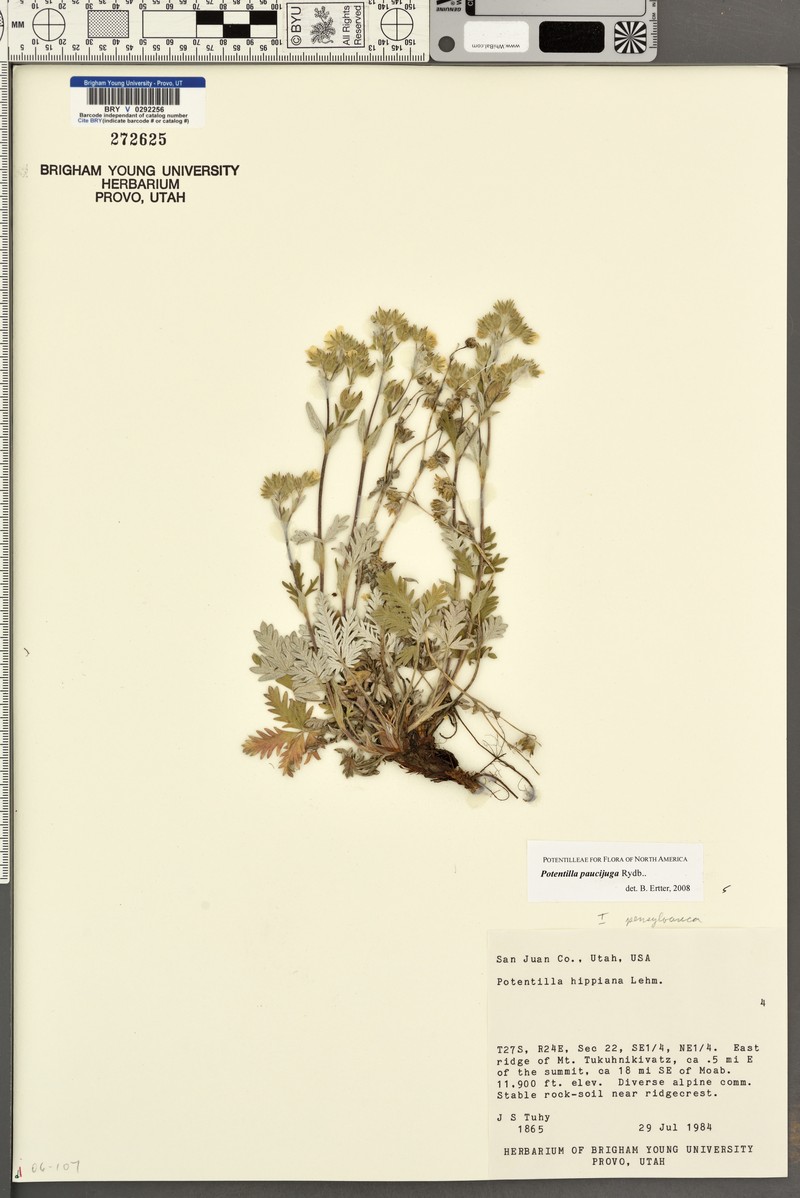 Potentilla paucijuga photo 4