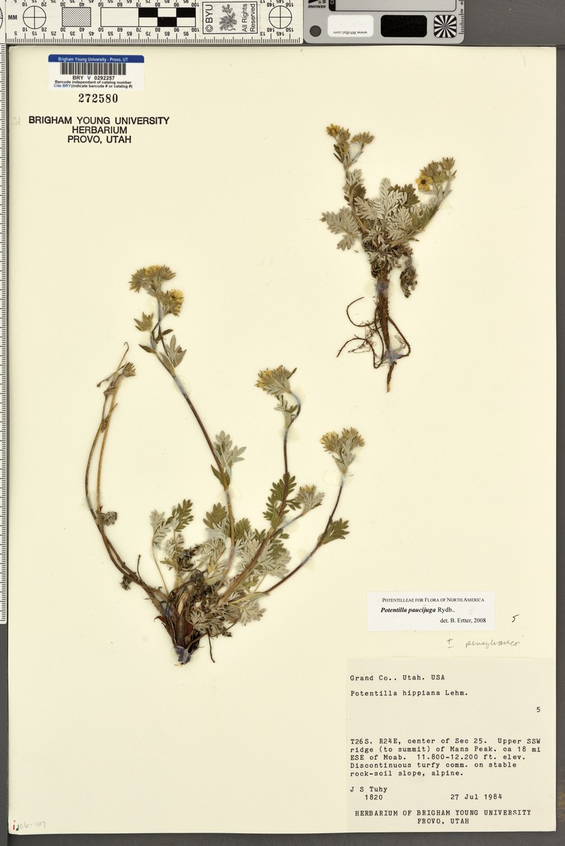 Potentilla paucijuga photo 5