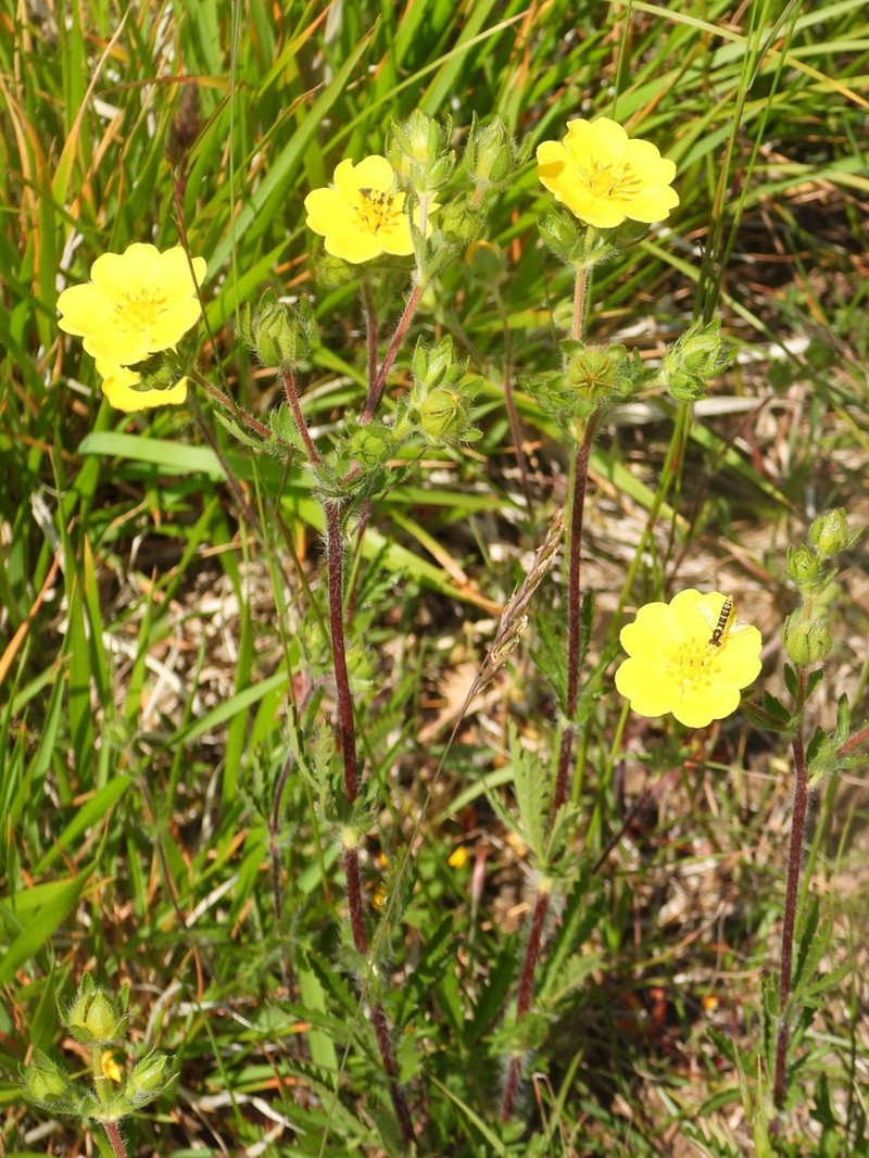 Potentilla pedata