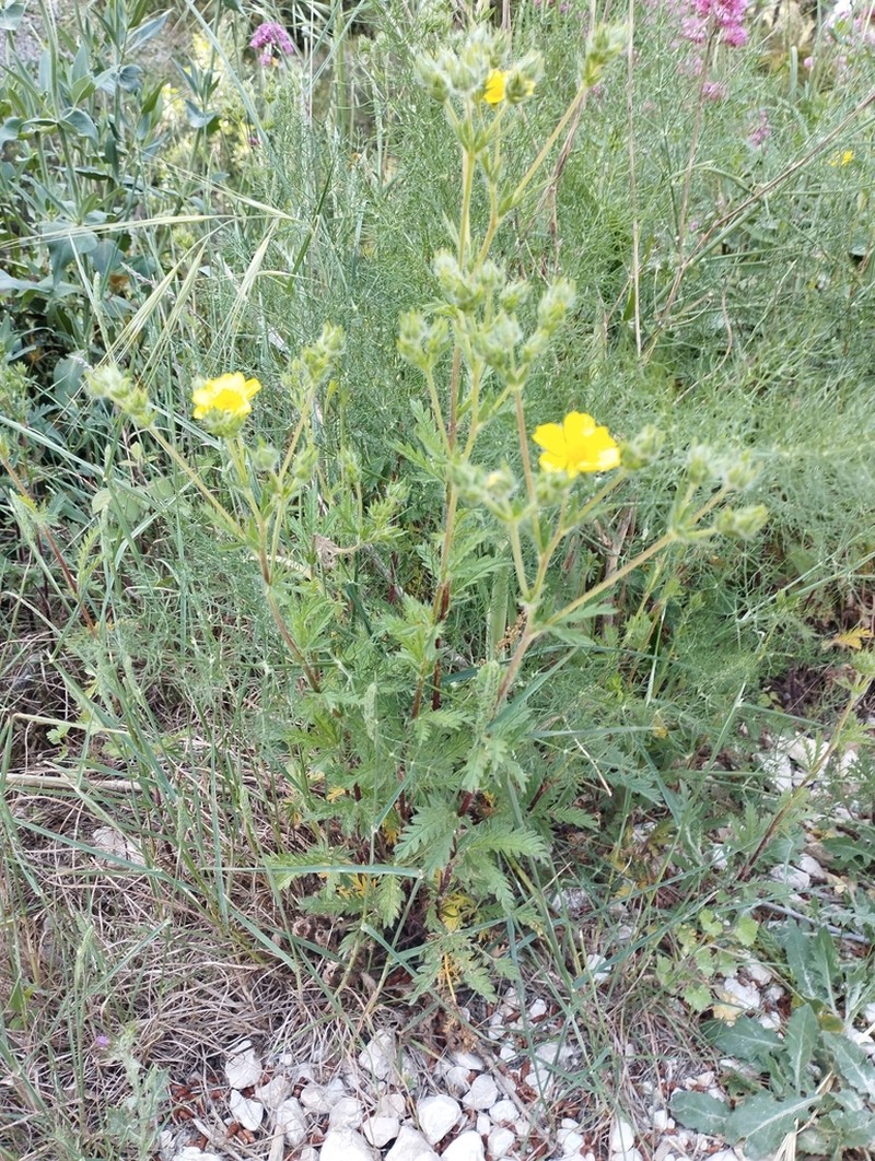 Potentilla pedata photo 2