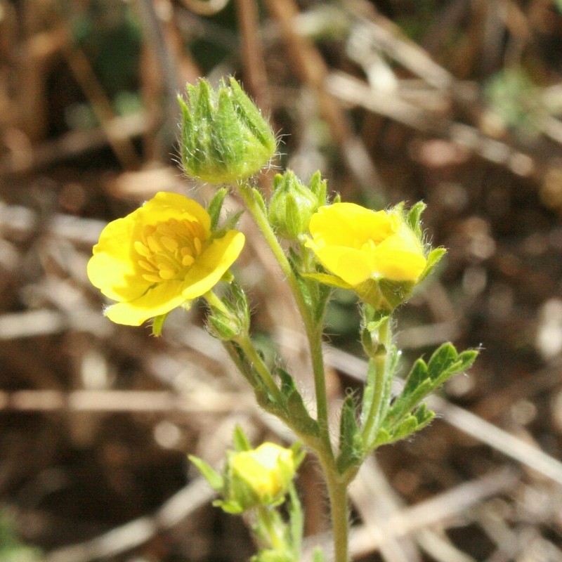 Potentilla pedata photo 3