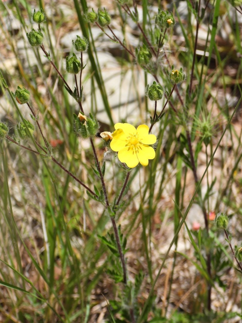 Potentilla pedata photo 4