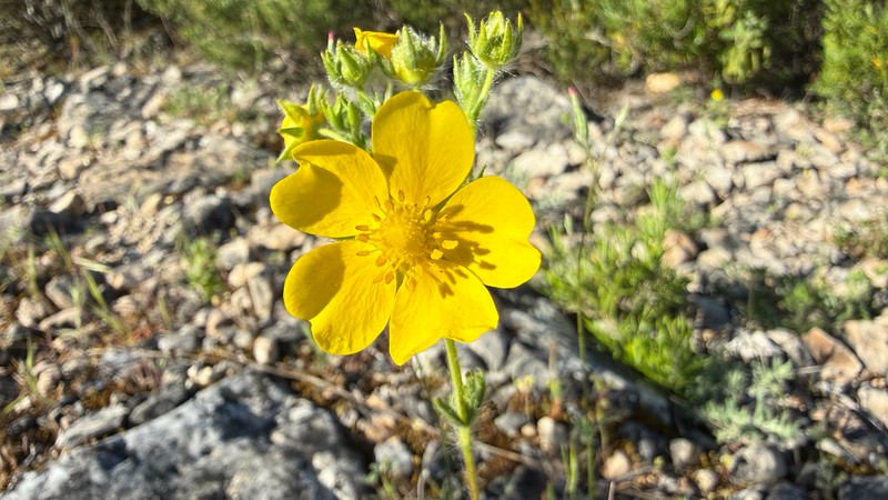 Potentilla pedata photo 5