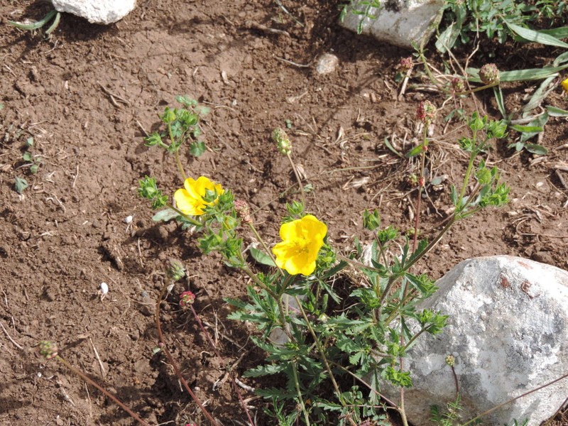 Potentilla pedata photo 6