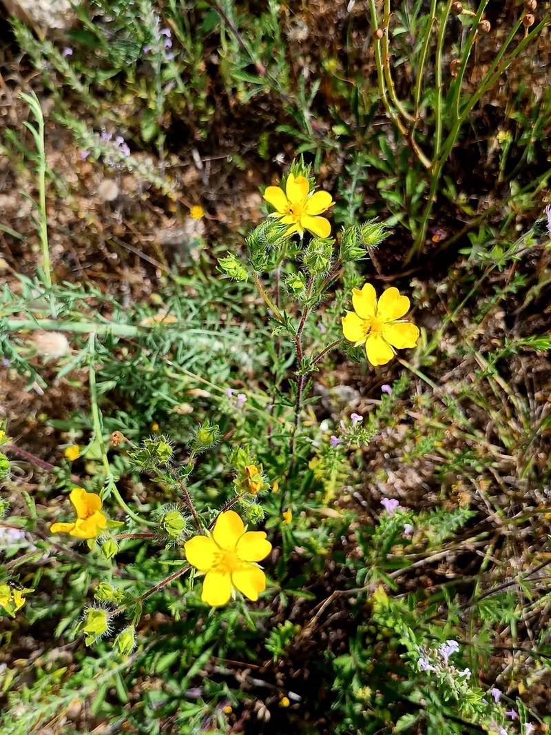 Potentilla pedata photo 7