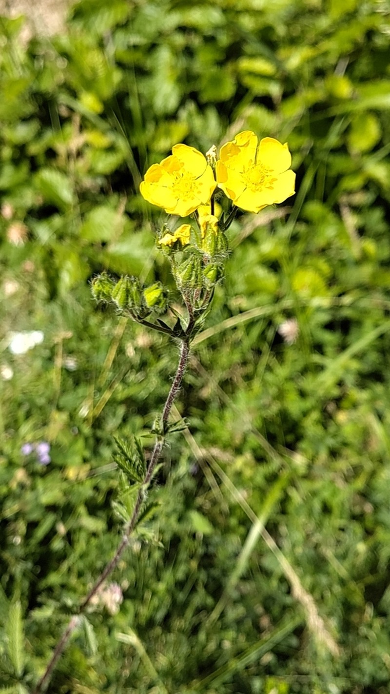 Potentilla pedata photo 8