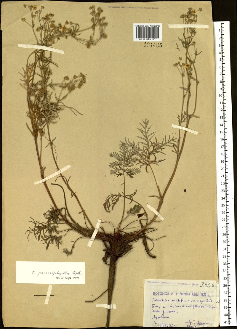 Potentilla penniphylla
